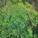 Dukat. Dill, Culinary & Medicinal Herbs, - BoxGardenSeedsLLC -Culinary/Medicinal Herbs - Seeds