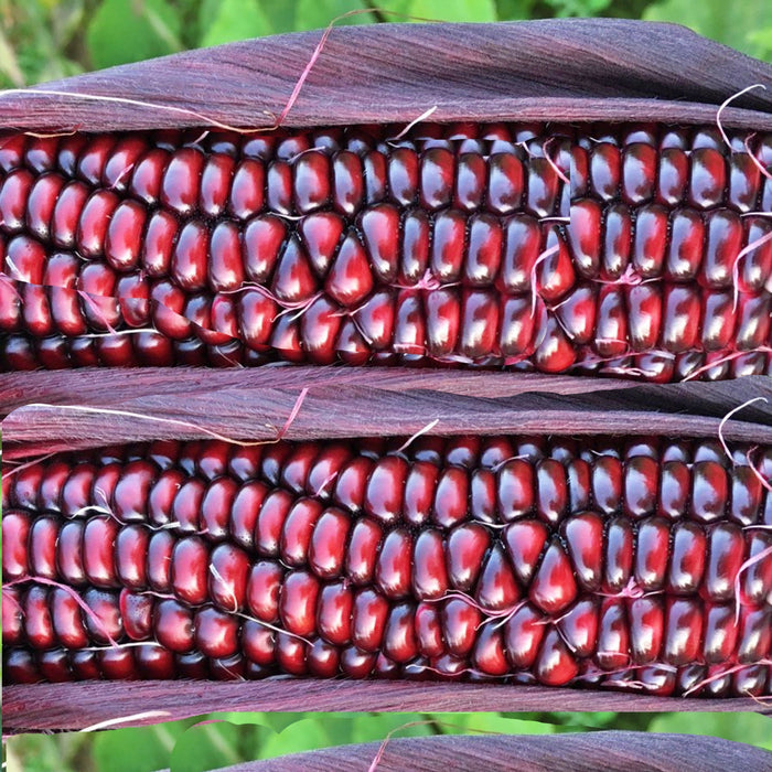 Double Red, Sweet Corn, - BoxGardenSeedsLLC -Corn - Seeds