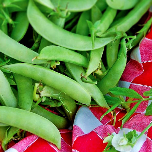 Amish Snap, Peas, -- BoxGardenSeedsLLC -Abundant Stock SALE - Seeds