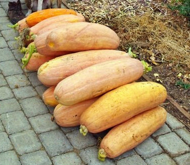 Jumbo Pink Banana, Winter Squash, -- BoxGardenSeedsLLC -Squash,Pumpkins - Seeds