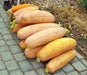 Jumbo Pink Banana, Winter Squash, -- BoxGardenSeedsLLC -Squash,Pumpkins - Seeds