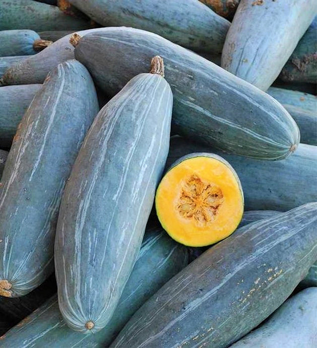 Big Blue Guatemalan, Winter Squash, -- BoxGardenSeedsLLC -Squash,Pumpkins - Seeds