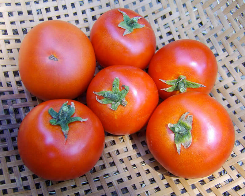 Forest Fire, Tomato - BoxGardenSeedsLLC - Tomatoes,Tomatillos - Seeds - 