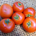 Forest Fire, Tomato, - BoxGardenSeedsLLC -Tomatoes,Tomatillos - Seeds