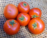 - BoxGardenSeedsLLC - Forest Fire, Tomato, - Tomatoes,Tomatillos - Seeds