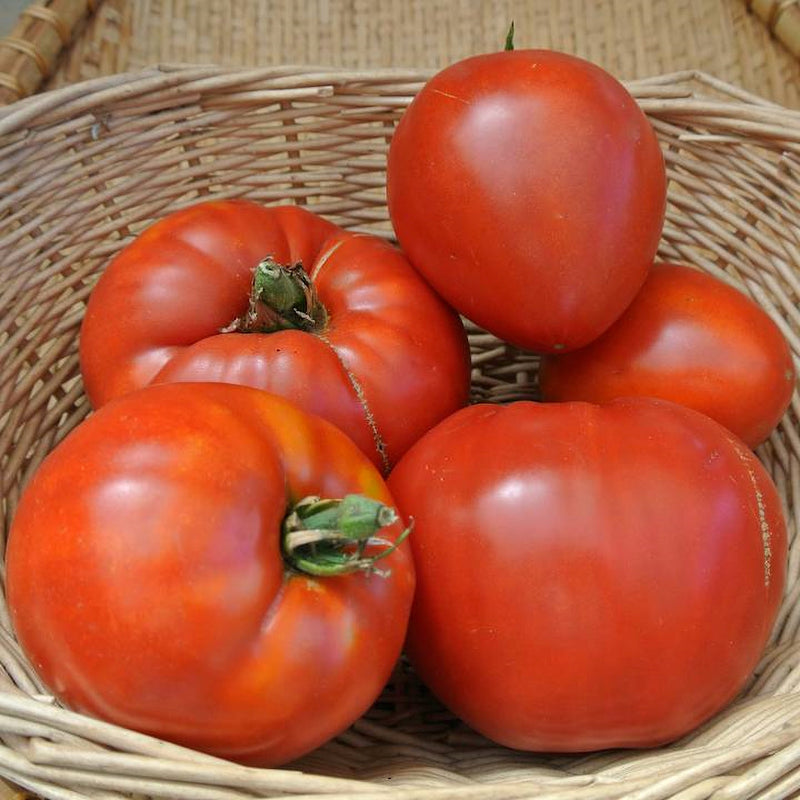 Jory, Tomato - BoxGardenSeedsLLC - Tomatoes,Tomatillos - Seeds - 