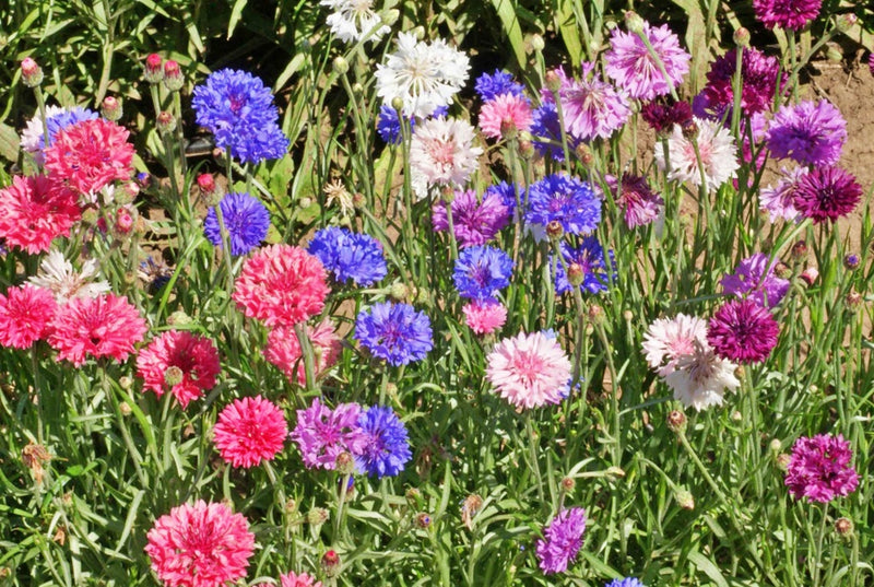 Multicolor, Cornflower Mix - BoxGardenSeedsLLC - Culinary/Medicinal Herbs - Seeds - USA Seller, Thank you for shopping here today, Naturally Grown GMO Free Seeds, Heirloom Open Pollinated Seeds, Fresh Top Quality Premium Seeds