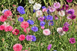 Cornflower, Mix, -- BoxGardenSeedsLLC -Culinary/Medicinal Herbs - Seeds