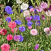 Cornflower, Mix, -- BoxGardenSeedsLLC -Culinary/Medicinal Herbs - Seeds