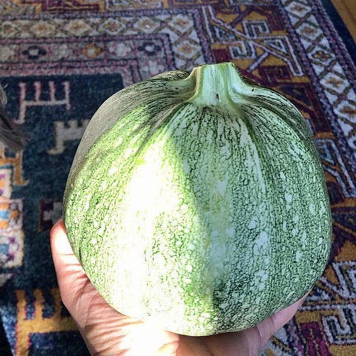 Tondo Di Piacenza Round Zucchini, Italian Summer Squash, -- BoxGardenSeedsLLC -Squash,Pumpkins - Seeds