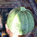 Tondo Di Piacenza Round Zucchini, Italian Summer Squash, -- BoxGardenSeedsLLC -Squash,Pumpkins - Seeds