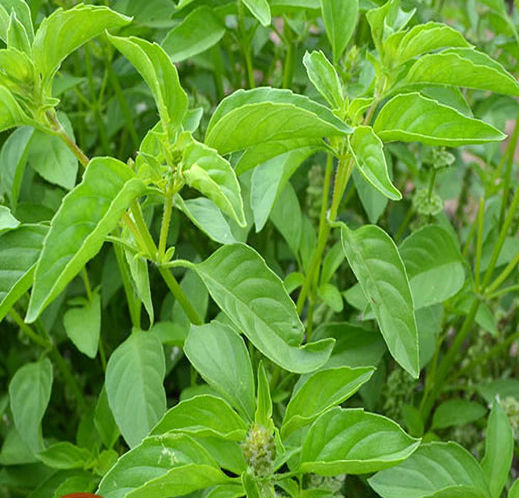 Basil, Lime -- BoxGardenSeedsLLC -Culinary/Medicinal Herbs - Seeds