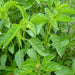 Basil, Lime - BoxGardenSeedsLLC -Culinary/Medicinal Herbs - Seeds