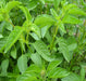 Basil, Lime -- BoxGardenSeedsLLC -Culinary/Medicinal Herbs - Seeds