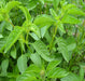 - BoxGardenSeedsLLC - Lime Basil, Culinary & Medicinal Herbs, - Culinary/Medicinal Herbs - Seeds