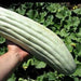 Armenian Yard Long, Cucumber, - BoxGardenSeedsLLC -Cucumbers - Seeds