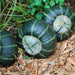 Burgess Buttercup, Winter Squash, - BoxGardenSeedsLLC -Squash,Pumpkins - Seeds