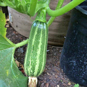 Italian Striped Zucchini, Summer Squash - BoxGardenSeedsLLC - Squash,Pumpkins - Seeds - USA Seller, Thank you for shopping here today, Naturally Grown GMO Free Seeds, Heirloom Open Pollinated Seeds, Fresh Top Quality Premium Seeds