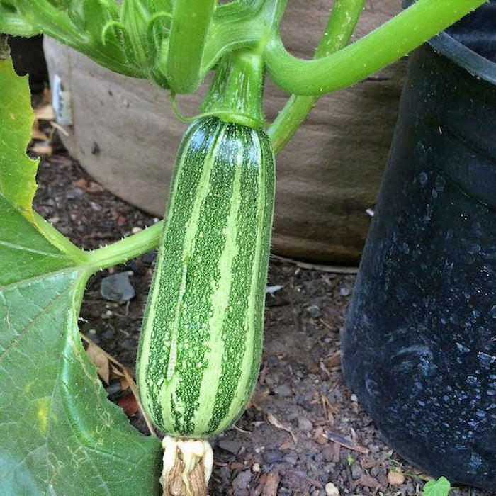 - BoxGardenSeedsLLC - Italian Striped Zucchini, Summer Squash, - Squash,Pumpkins - Seeds