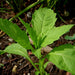 Epazote, Culinary & Medicinal Herbs, - BoxGardenSeedsLLC -Culinary/Medicinal Herbs - Seeds