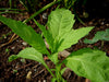 Epazote, Culinary & Medicinal Herbs, -- BoxGardenSeedsLLC -Culinary/Medicinal Herbs - Seeds