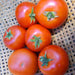 Forest Fire, Tomato, - BoxGardenSeedsLLC -Tomatoes,Tomatillos - Seeds