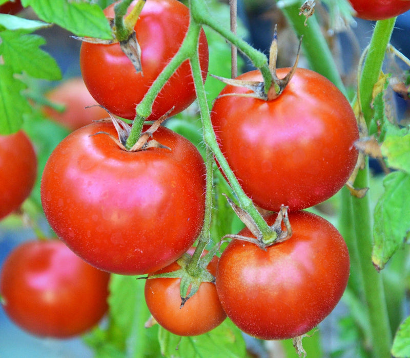 Forest Fire, Tomato, - BoxGardenSeedsLLC -Tomatoes,Tomatillos - Seeds