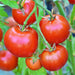 Forest Fire, Tomato, - BoxGardenSeedsLLC -Tomatoes,Tomatillos - Seeds