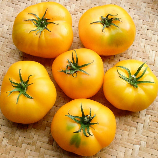 Azoychka, Tomato, - BoxGardenSeedsLLC -Tomatoes,Tomatillos - Seeds