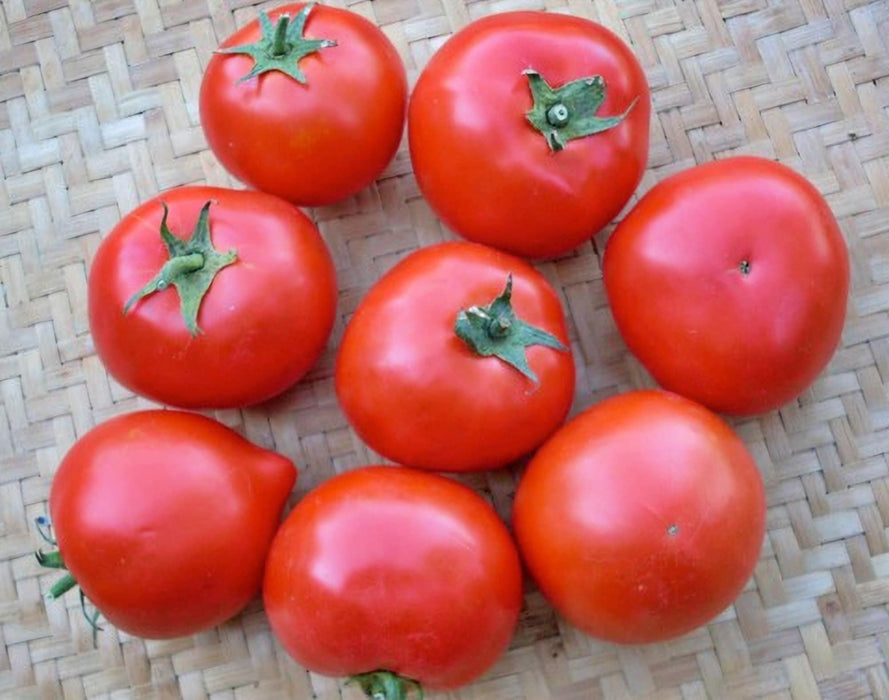 Spring King, Tomato, -- BoxGardenSeedsLLC -Tomatoes,Tomatillos - Seeds