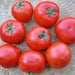 Spring King, Tomato, - BoxGardenSeedsLLC -Tomatoes,Tomatillos - Seeds