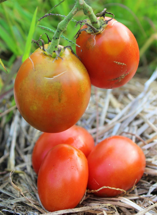 Grahams Good Keeper, Tomato - BoxGardenSeedsLLC - Tomatoes,Tomatillos - Seeds - 