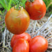 Grahams Good Keeper, Tomato, - BoxGardenSeedsLLC -Tomatoes,Tomatillos - Seeds