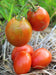 Grahams Good Keeper, Tomato, -- BoxGardenSeedsLLC -Tomatoes,Tomatillos - Seeds