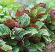 Britton Bi-Color, Shiso - BoxGardenSeedsLLC - Culinary/Medicinal Herbs - Seeds - USA Seller, Thank you for shopping here today, Naturally Grown GMO Free Seeds, Heirloom Open Pollinated Seeds, Fresh Top Quality Premium Seeds