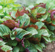 Britton Bi-Color, Shiso -- BoxGardenSeedsLLC -Culinary/Medicinal Herbs - Seeds