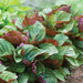 Britton Bi-Color, Shiso - BoxGardenSeedsLLC -Culinary/Medicinal Herbs - Seeds