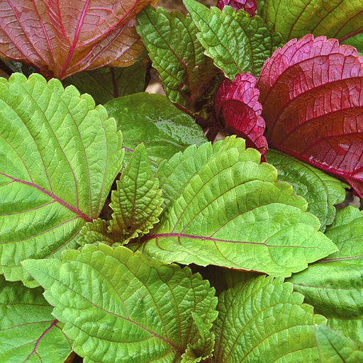 Britton Bi-Color, Shiso -- BoxGardenSeedsLLC -Culinary/Medicinal Herbs - Seeds