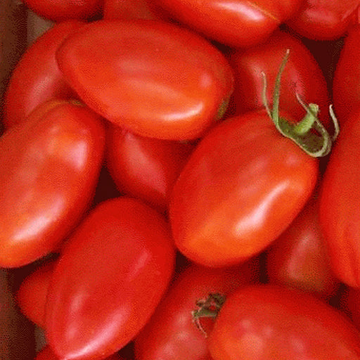 Polish Paste - Heirloom Seeds - Garden Seed Non-GMO - 30+ Seeds Grown To Organic Standards Open Pollinated Gardening - BoxGardenSeedsLLC -Tomatoes,Tomatillos - Seeds