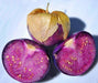 Purple de Milpa, Tomatillo -- BoxGardenSeedsLLC -Tomatoes,Tomatillos - Seeds