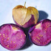 Purple de Milpa, Tomatillo, - BoxGardenSeedsLLC -Abundant Stock SALE - Seeds