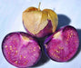 - BoxGardenSeedsLLC - Purple, Tomatillo - ABS Sale - Seeds