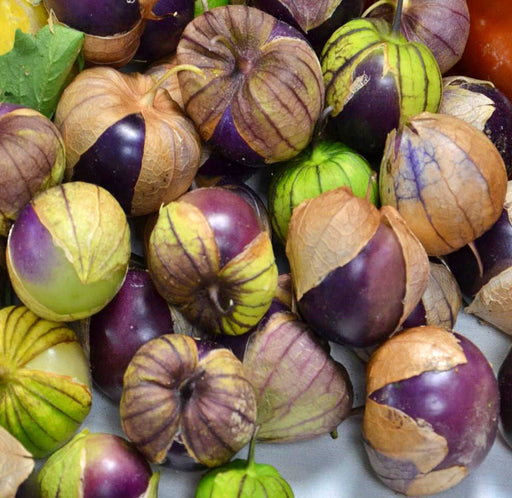 - BoxGardenSeedsLLC - Purple, Tomatillo - Tomatoes,Tomatillos - Seeds