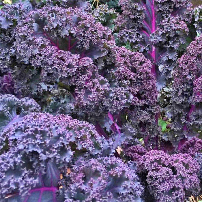 Frisé Rouge, Kale, -- BoxGardenSeedsLLC -Cabbage, Kale - Seeds