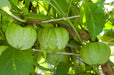 Toma Verde, Tomatillo, -- BoxGardenSeedsLLC -Abundant Stock SALE - Seeds