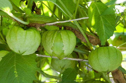 Toma Verde, Tomatillo - BoxGardenSeedsLLC - Tomatoes,Tomatillos - Seeds - USA Seller, Thank you for shopping here today, Naturally Grown GMO Free Seeds, Heirloom Open Pollinated Seeds, Fresh Top Quality Premium Seeds