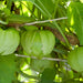 Toma Verde, Tomatillo, - BoxGardenSeedsLLC -Abundant Stock SALE - Seeds