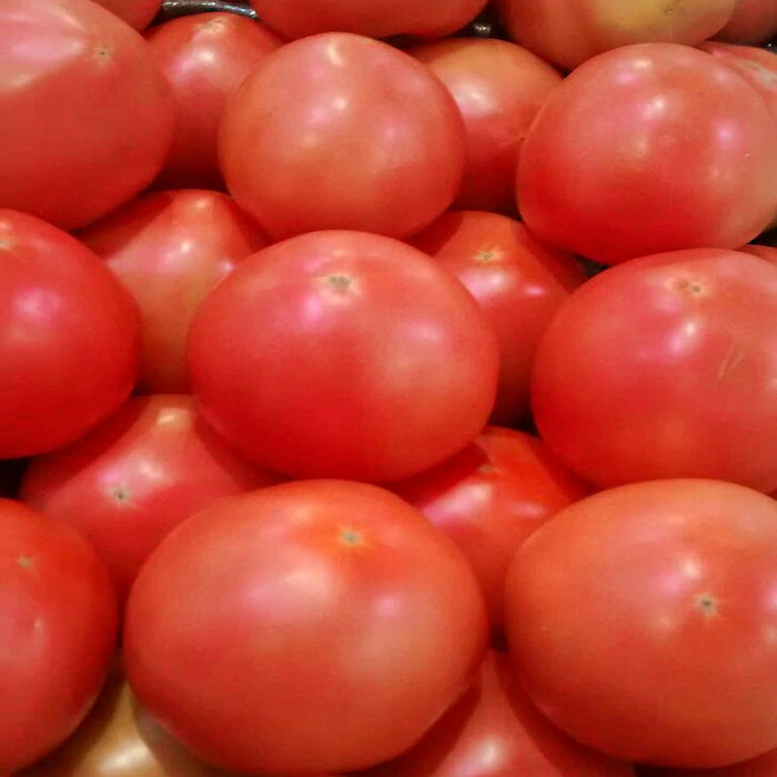 Bradley, Tomato, -- BoxGardenSeedsLLC -Tomatoes,Tomatillos - Seeds