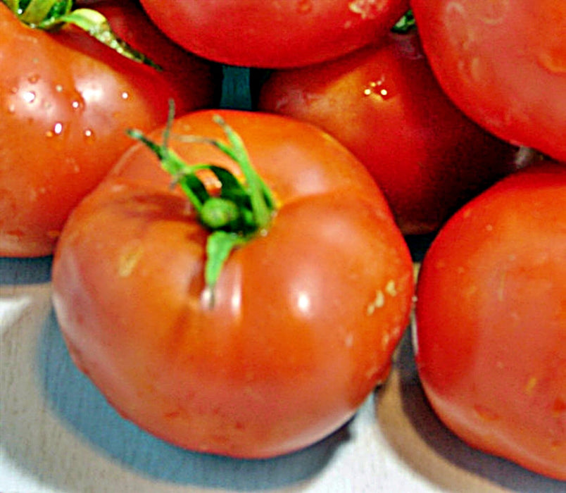 Bradley, Tomato, -- BoxGardenSeedsLLC -Tomatoes,Tomatillos - Seeds