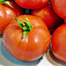 Bradley, Tomato, - BoxGardenSeedsLLC -Tomatoes,Tomatillos - Seeds